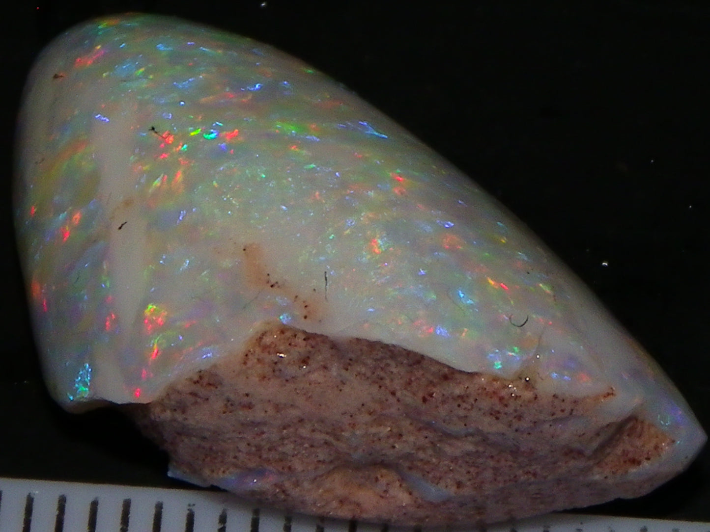 Quality Coober Pedy Fossil Shell Opal Gem Rub/specimen 18cts Multicolour Fires