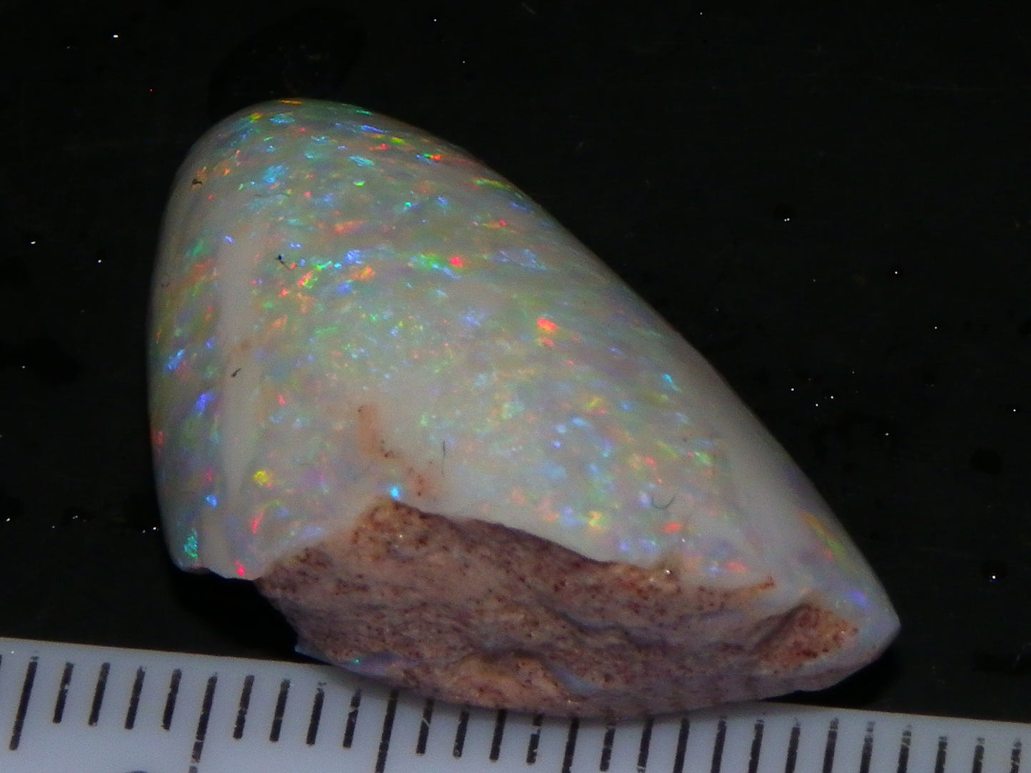 Quality Coober Pedy Fossil Shell Opal Gem Rub/specimen 18cts Multicolour Fires