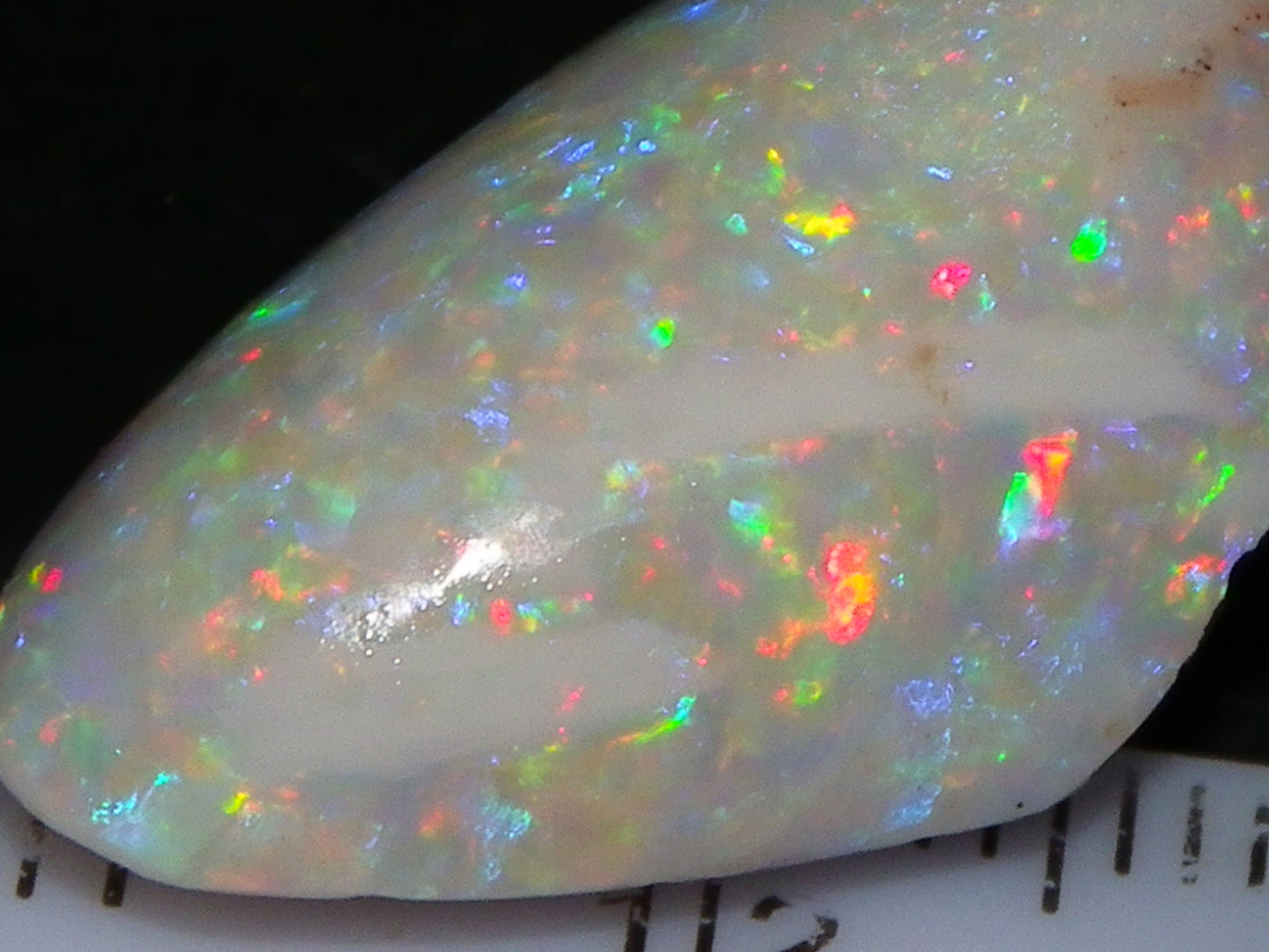 Quality Coober Pedy Fossil Shell Opal Gem Rub/specimen 18cts Multicolour Fires