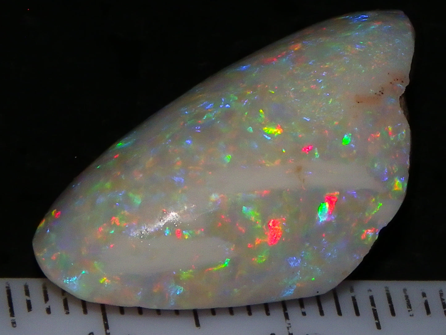 Quality Coober Pedy Fossil Shell Opal Gem Rub/specimen 18cts Multicolour Fires