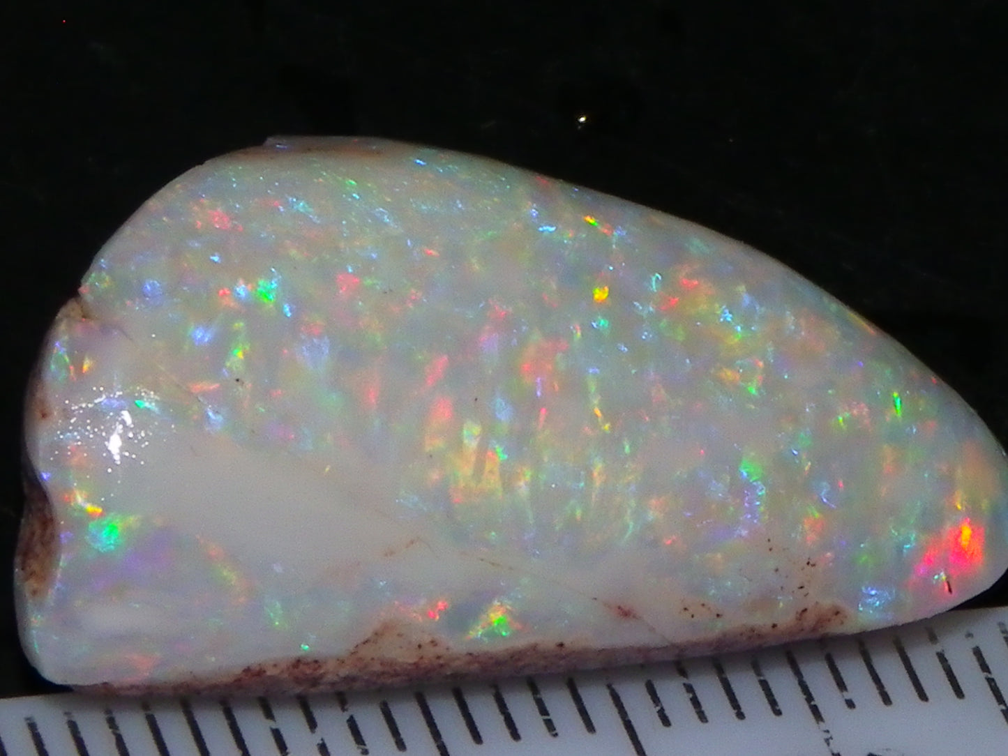 Quality Coober Pedy Fossil Shell Opal Gem Rub/specimen 18cts Multicolour Fires