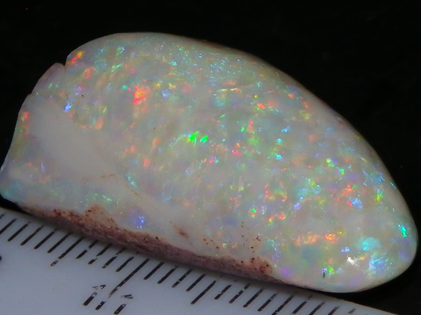 Quality Coober Pedy Fossil Shell Opal Gem Rub/specimen 18cts Multicolour Fires