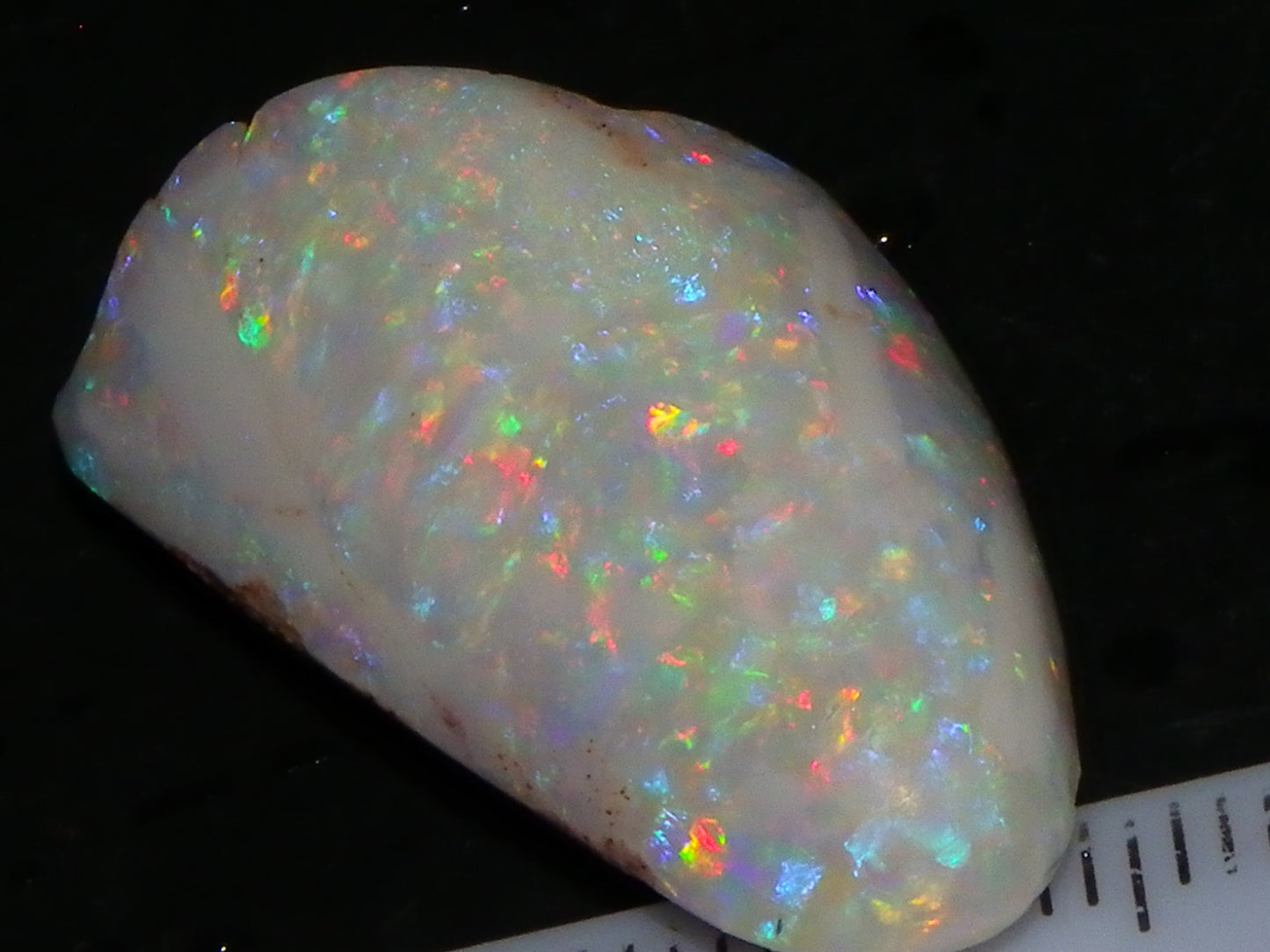 Quality Coober Pedy Fossil Shell Opal Gem Rub/specimen 18cts Multicolour Fires