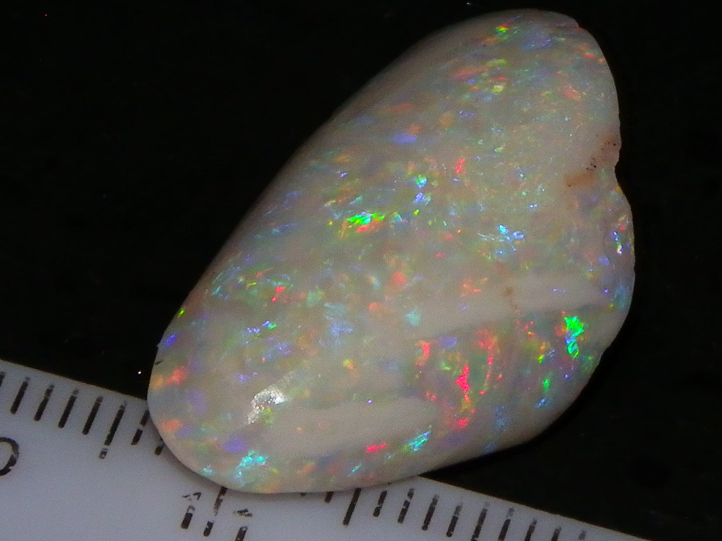 Quality Coober Pedy Fossil Shell Opal Gem Rub/specimen 18cts Multicolour Fires