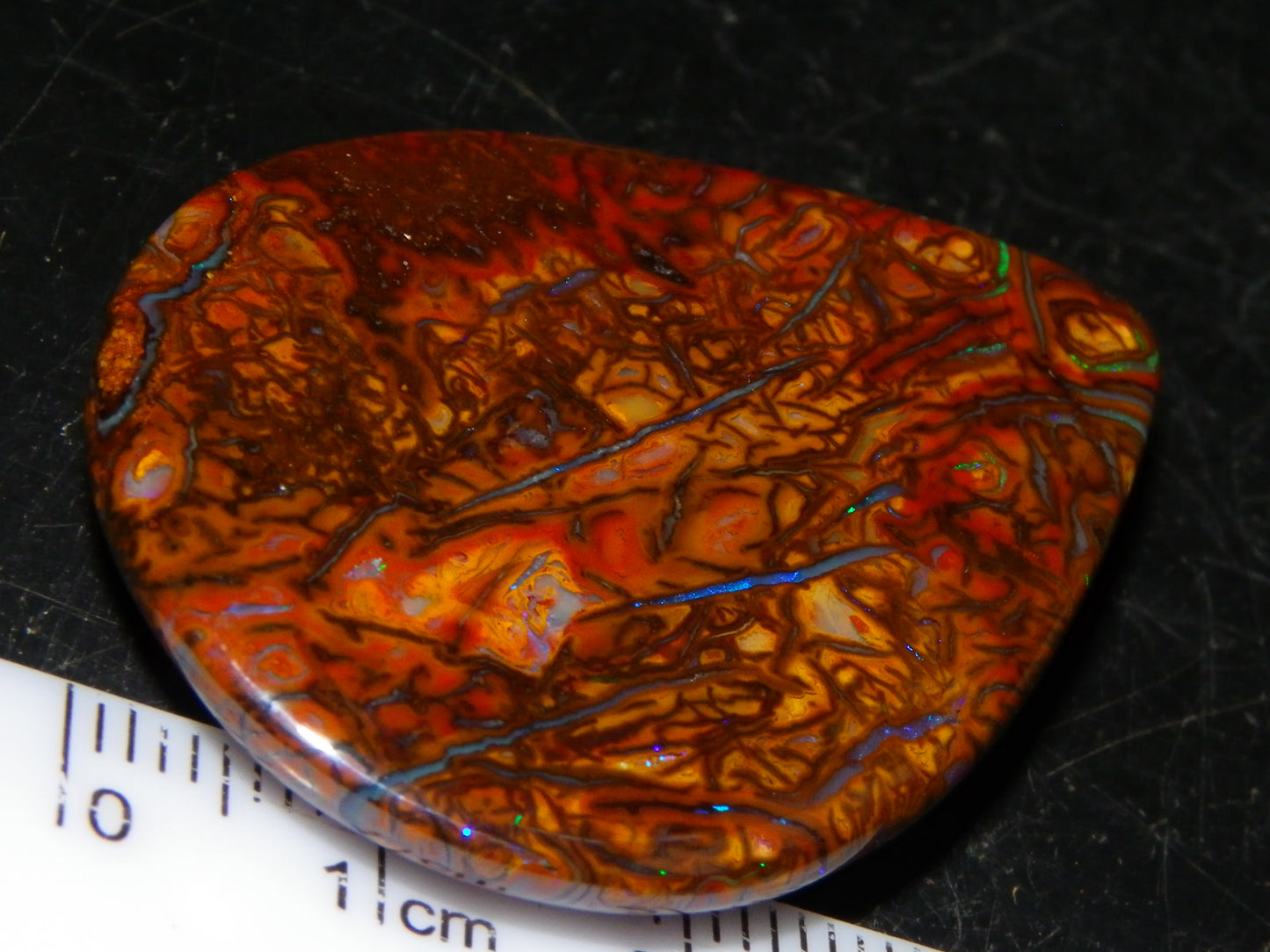 Koroit Opal Polished Cab/Freeform 65.76cts Patterns Blue/Green Fires Queensland Australia