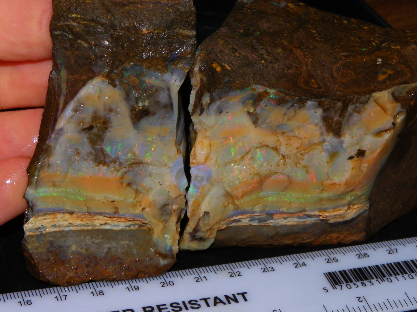 2 Large Split Queensland Boulder Opals 3086cts 5 Faces with Fires 2 matching Split