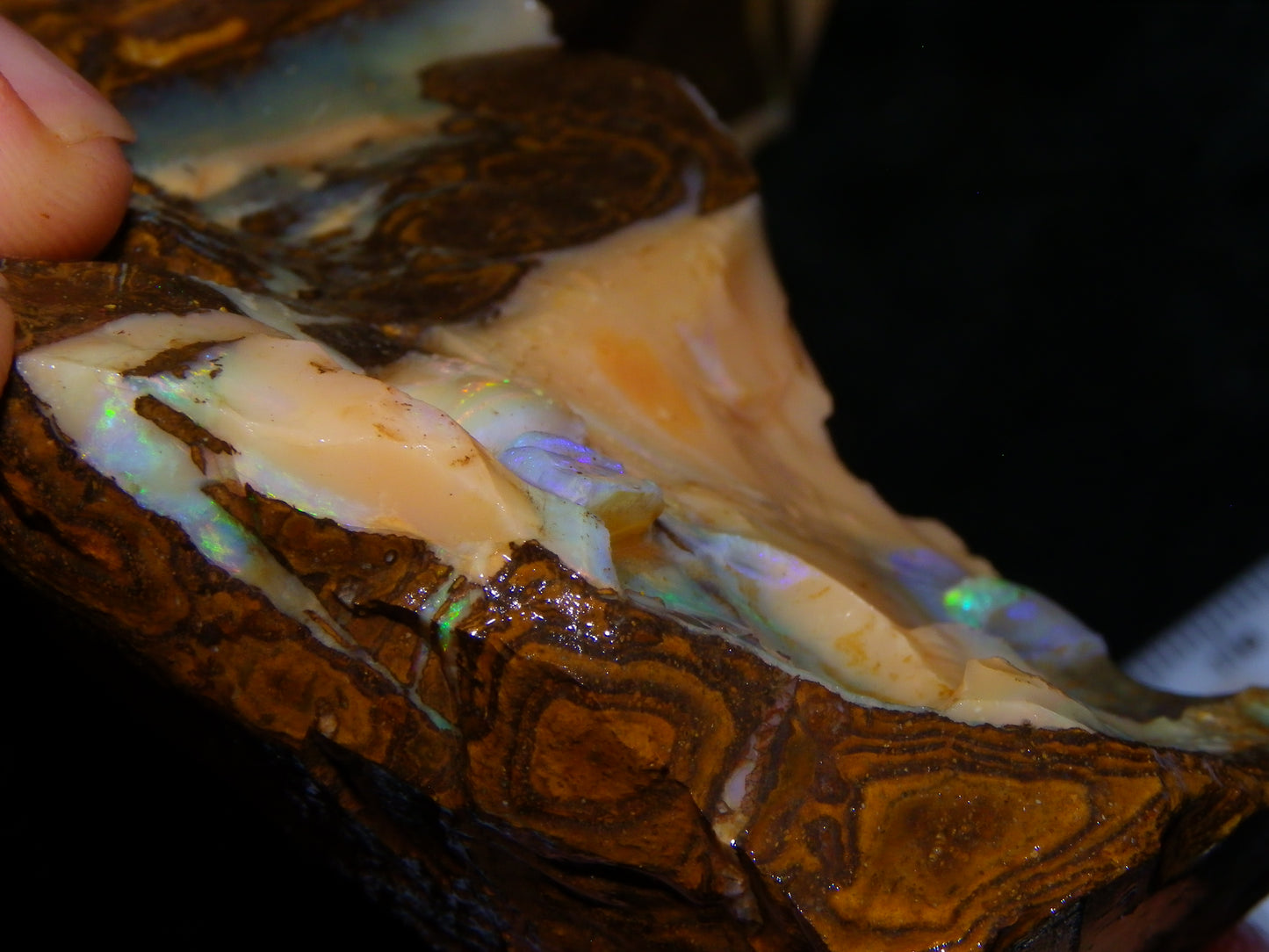 Nice Rough Boulder Opal specimens 2358cts Multicolours Ironstone Queensland Australia