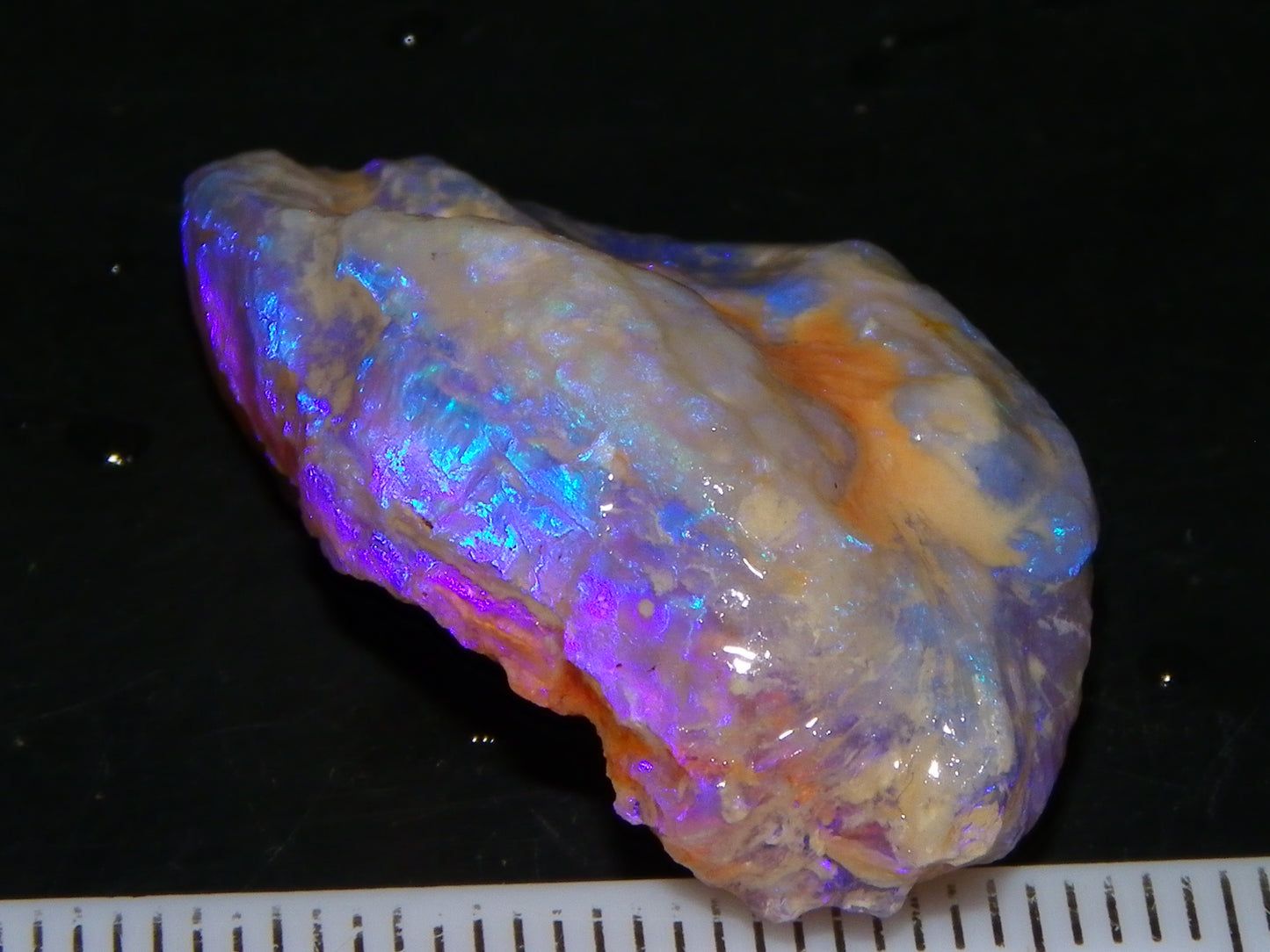 Nice Quality Lightning Ridge Crystal Opal Shell Specimen 27.7cts Bright Blue/Purples