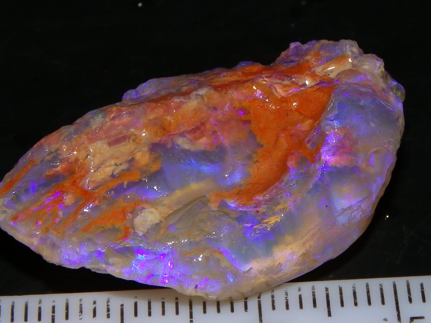 Nice Quality Lightning Ridge Crystal Opal Shell Specimen 27.7cts Bright Blue/Purples