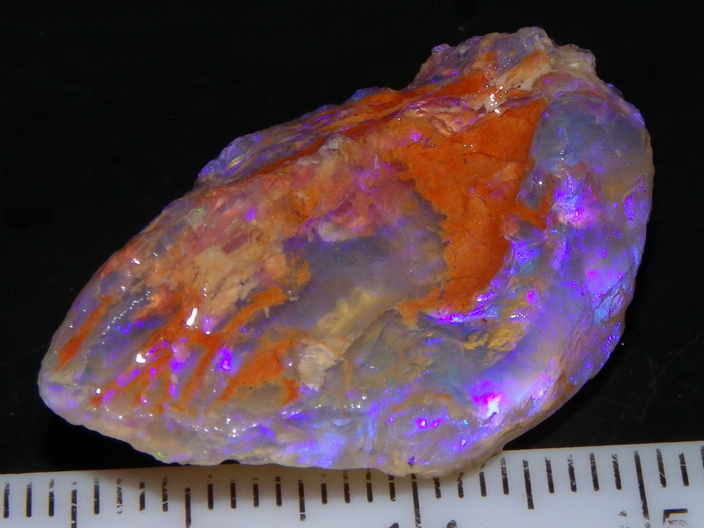 Nice Quality Lightning Ridge Crystal Opal Shell Specimen 27.7cts Bright Blue/Purples