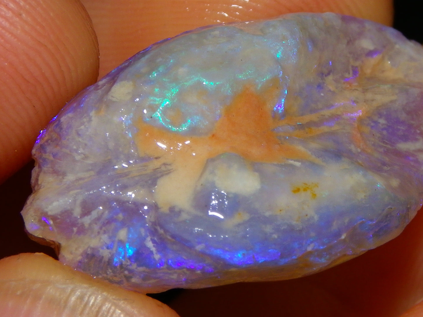 Nice Quality Lightning Ridge Crystal Opal Shell Specimen 27.7cts Bright Blue/Purples