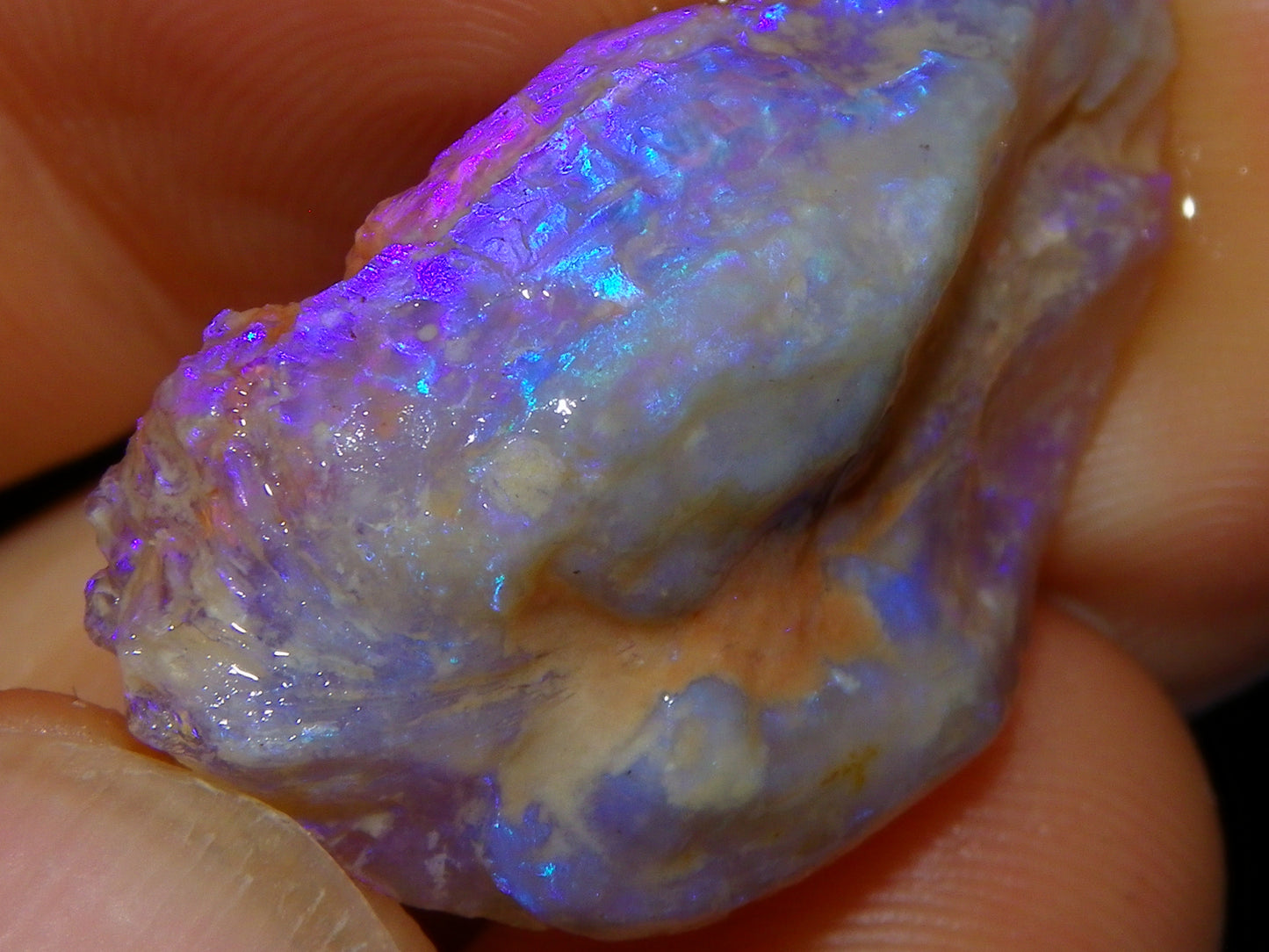 Nice Quality Lightning Ridge Crystal Opal Shell Specimen 27.7cts Bright Blue/Purples