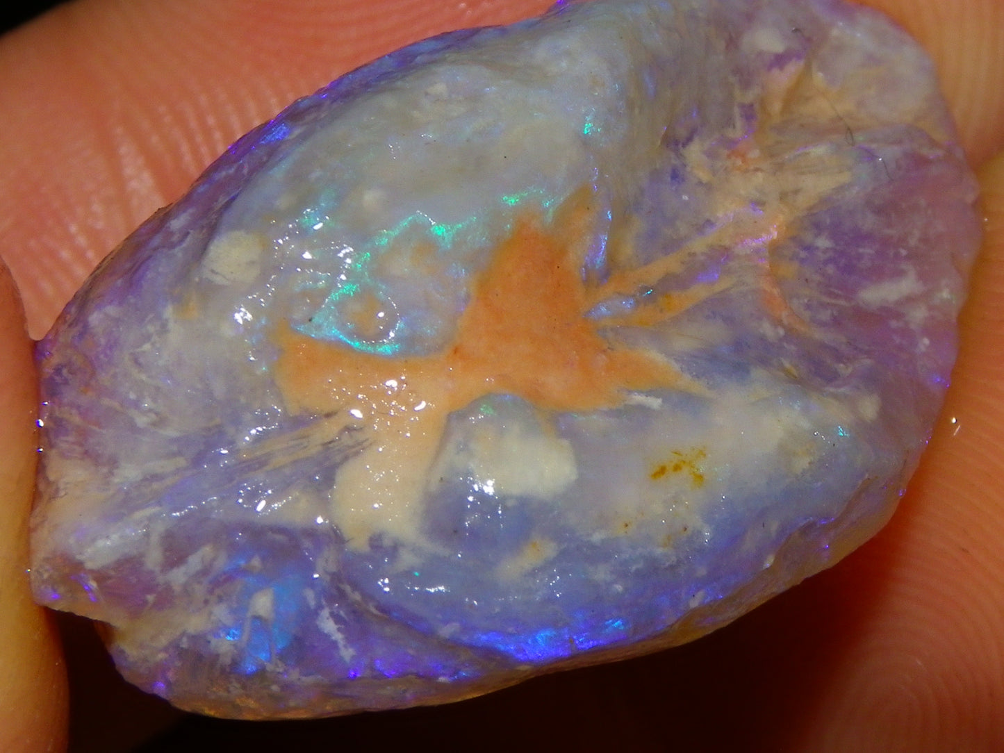 Nice Quality Lightning Ridge Crystal Opal Shell Specimen 27.7cts Bright Blue/Purples