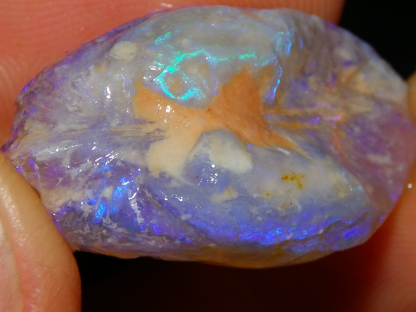 Nice Quality Lightning Ridge Crystal Opal Shell Specimen 27.7cts Bright Blue/Purples