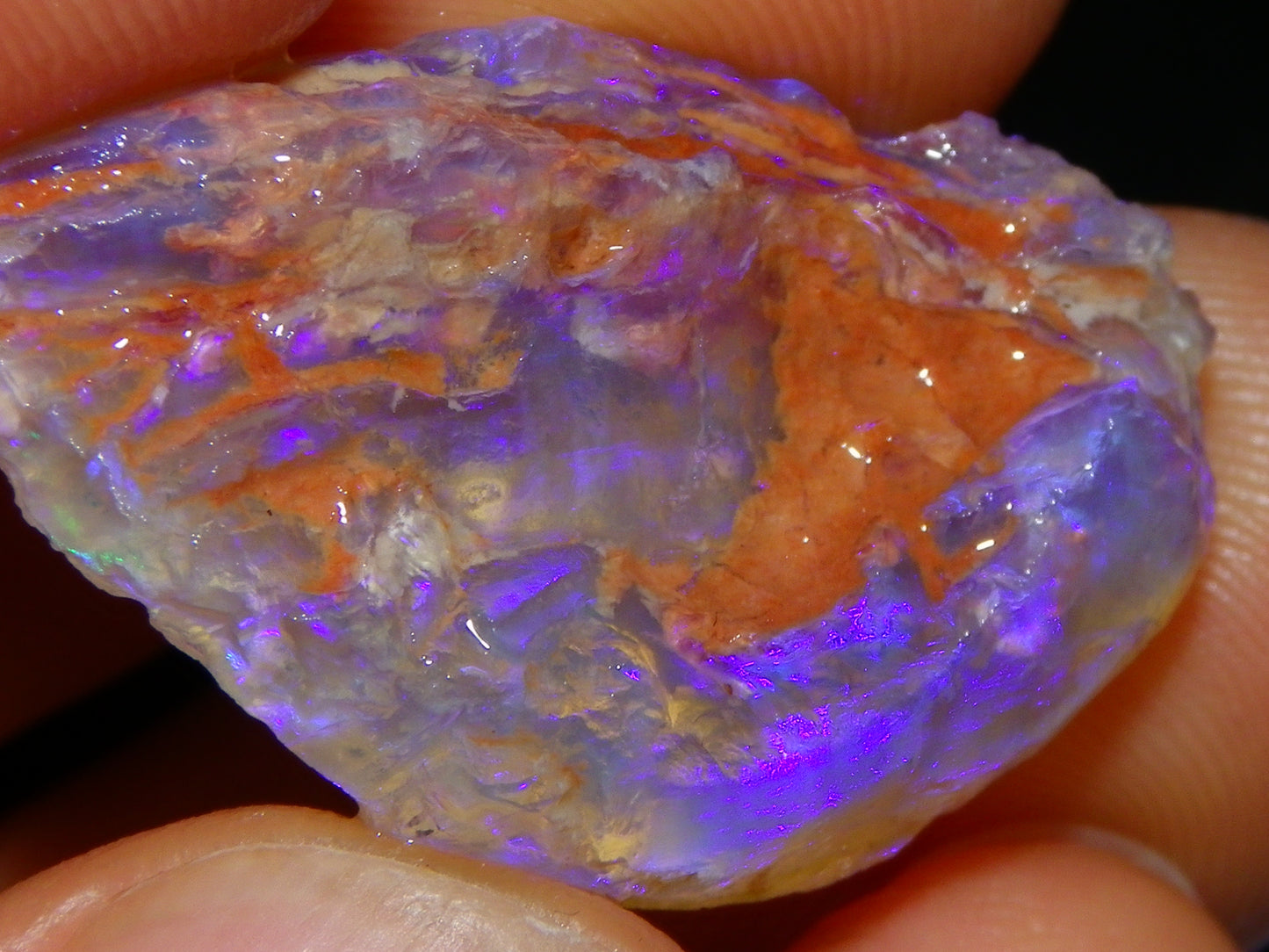 Nice Quality Lightning Ridge Crystal Opal Shell Specimen 27.7cts Bright Blue/Purples