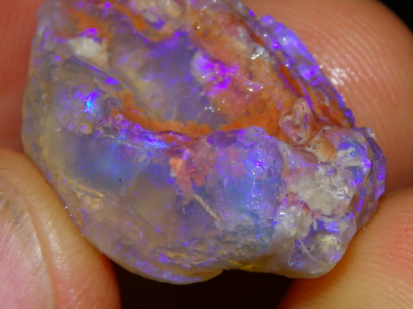 Nice Quality Lightning Ridge Crystal Opal Shell Specimen 27.7cts Bright Blue/Purples