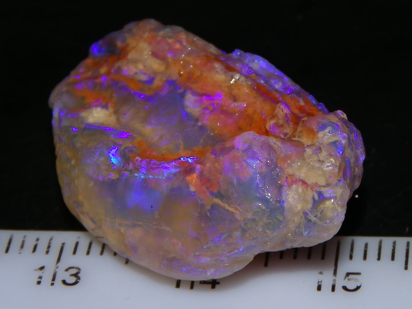 Nice Quality Lightning Ridge Crystal Opal Shell Specimen 27.7cts Bright Blue/Purples