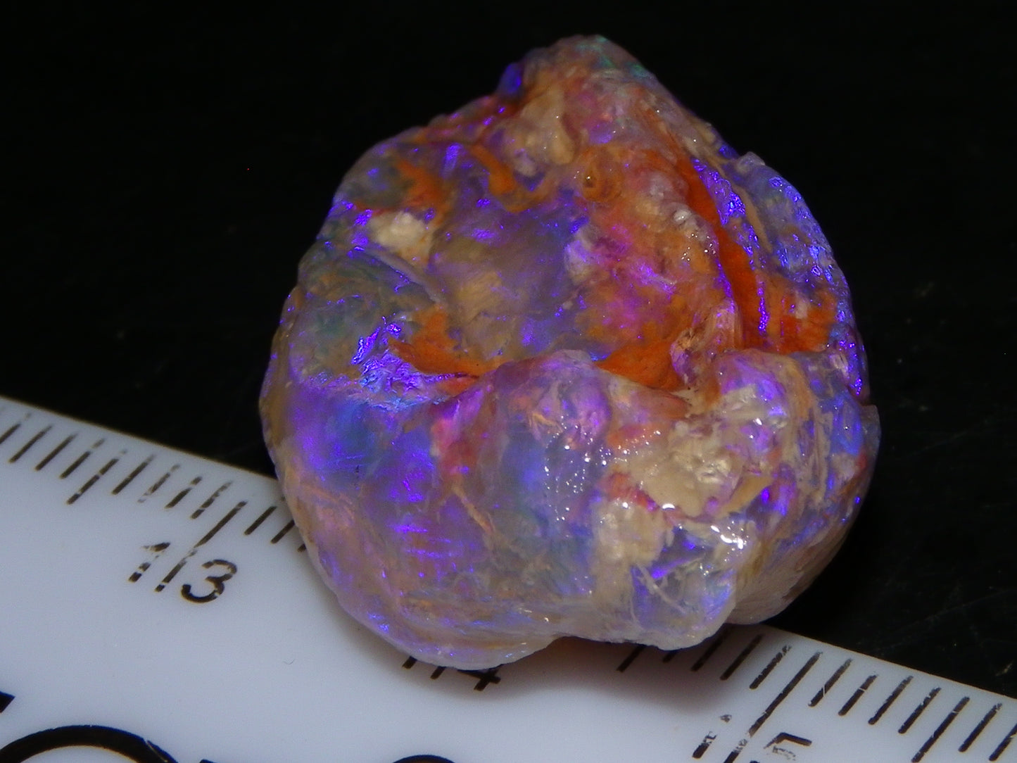 Nice Quality Lightning Ridge Crystal Opal Shell Specimen 27.7cts Bright Blue/Purples