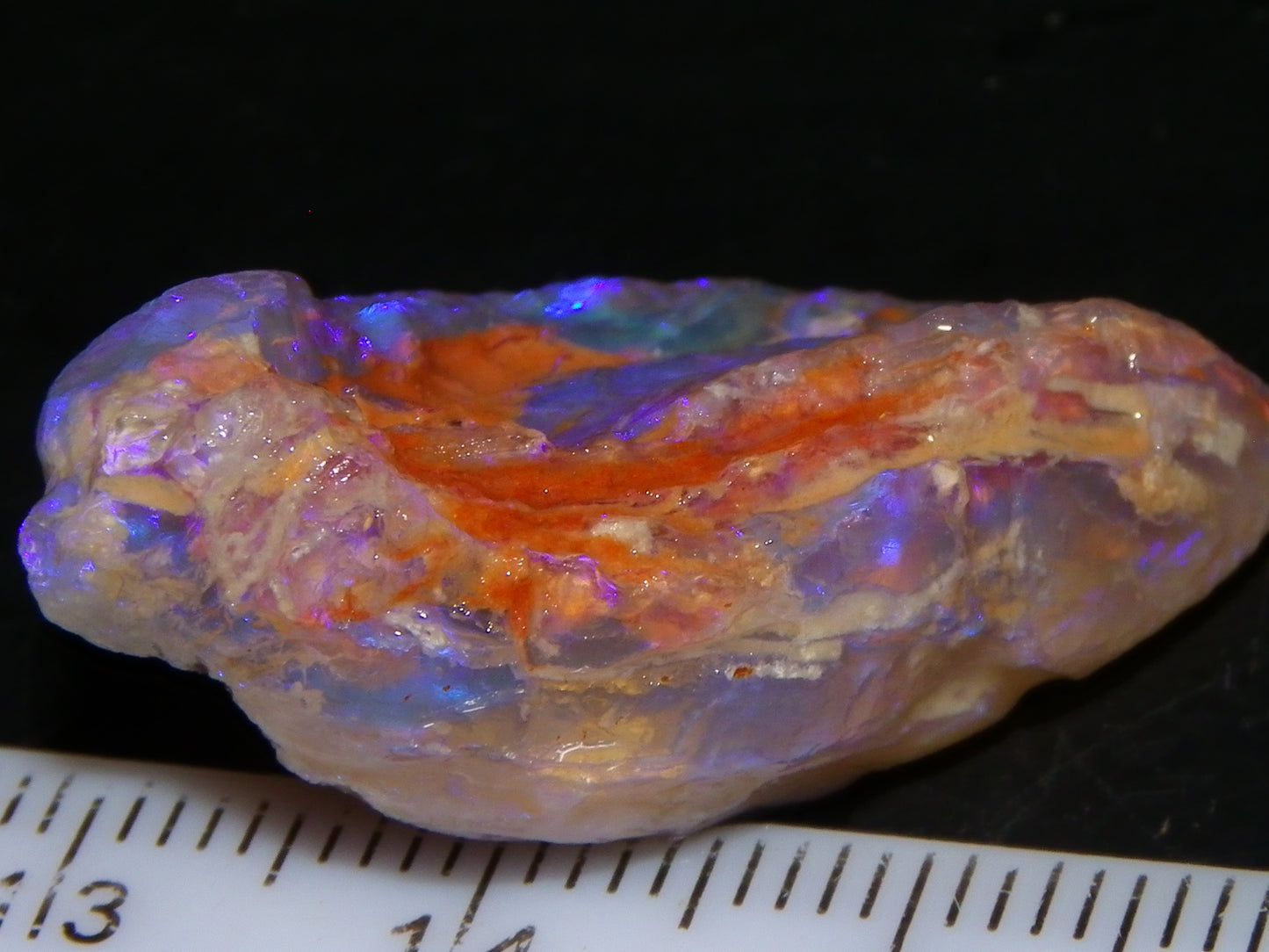 Nice Quality Lightning Ridge Crystal Opal Shell Specimen 27.7cts Bright Blue/Purples