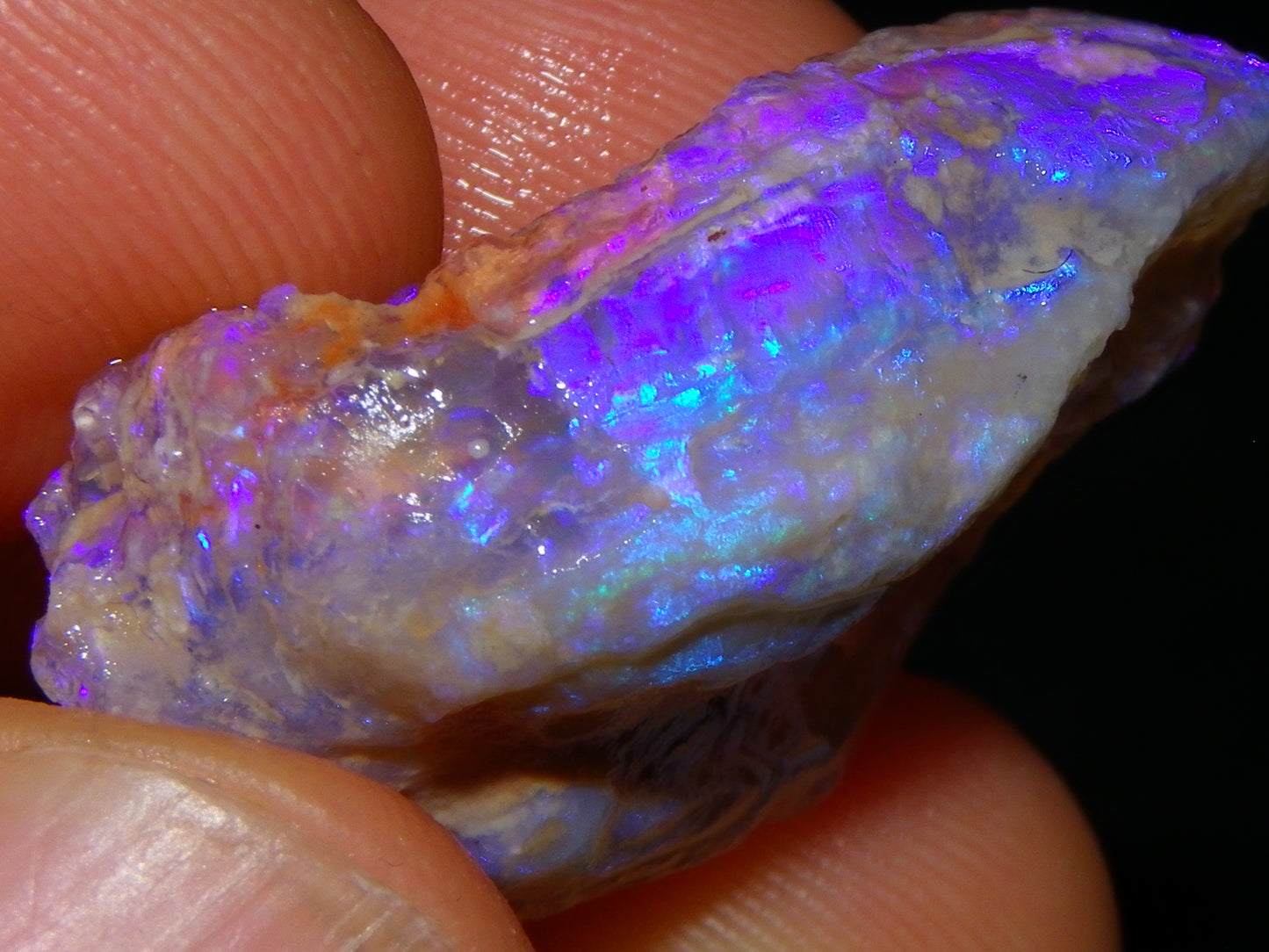 Nice Quality Lightning Ridge Crystal Opal Shell Specimen 27.7cts Bright Blue/Purples