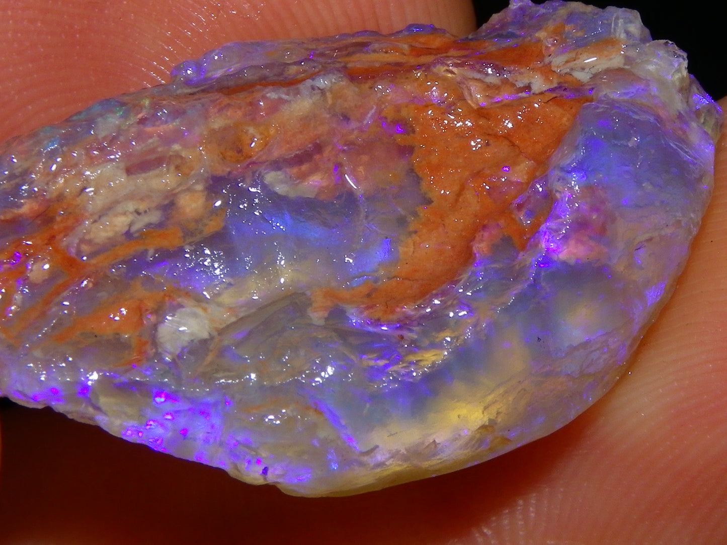 Nice Quality Lightning Ridge Crystal Opal Shell Specimen 27.7cts Bright Blue/Purples