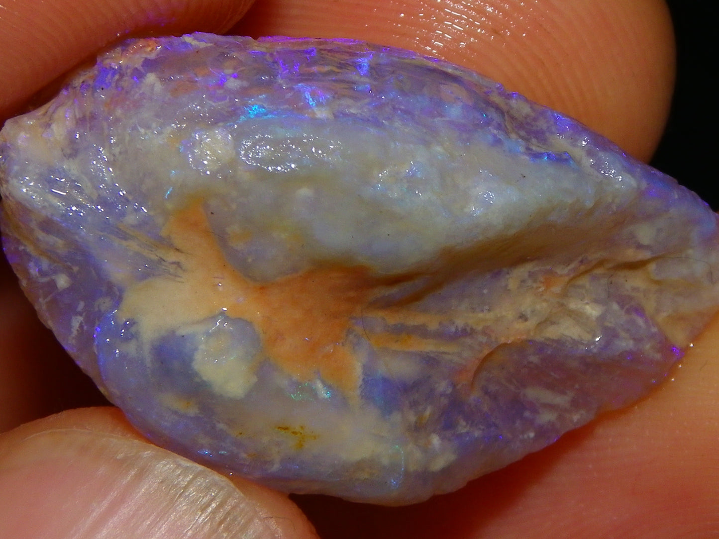 Nice Quality Lightning Ridge Crystal Opal Shell Specimen 27.7cts Bright Blue/Purples