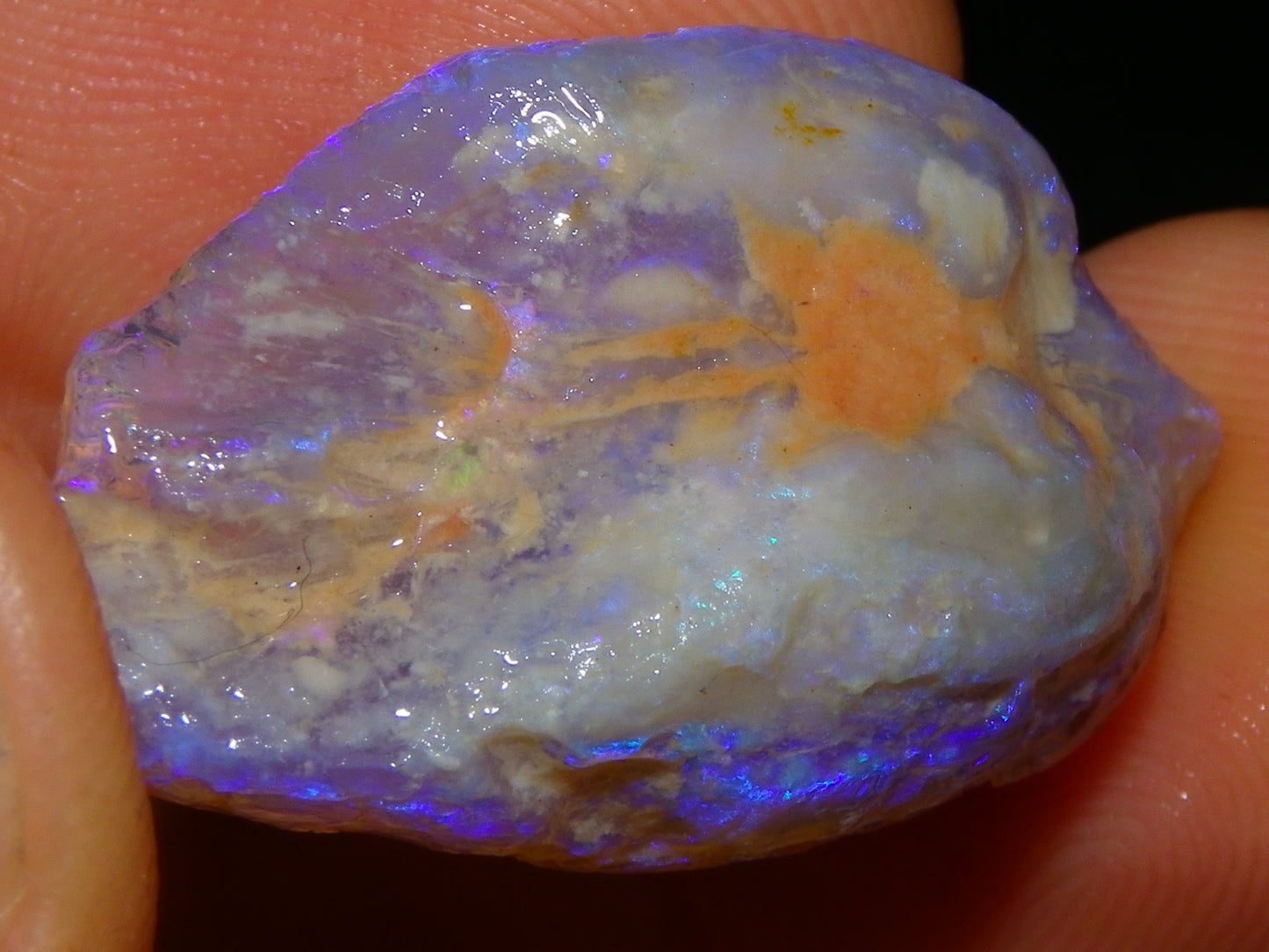 Nice Quality Lightning Ridge Crystal Opal Shell Specimen 27.7cts Bright Blue/Purples