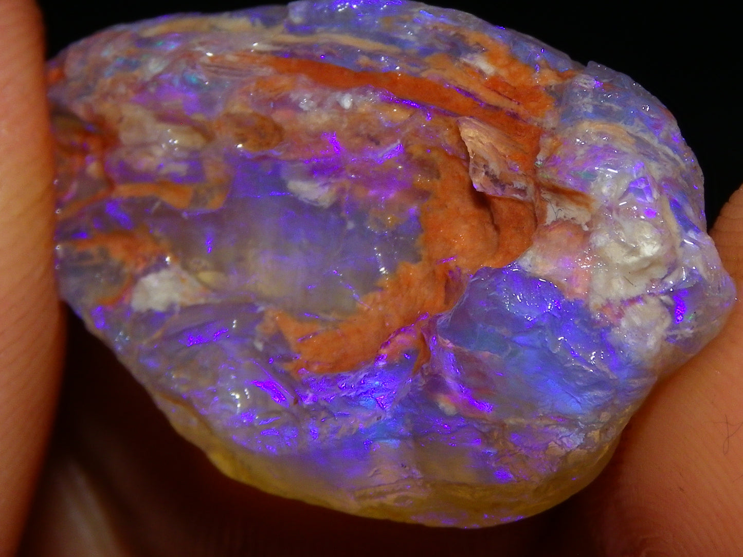 Nice Quality Lightning Ridge Crystal Opal Shell Specimen 27.7cts Bright Blue/Purples