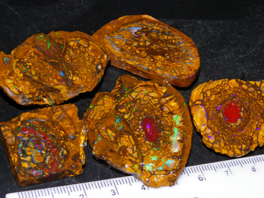 5 Nice Rough/Sliced Koroit Opals/Nuts 315cts Queensland Australia Green/Blue Fires/Patterns