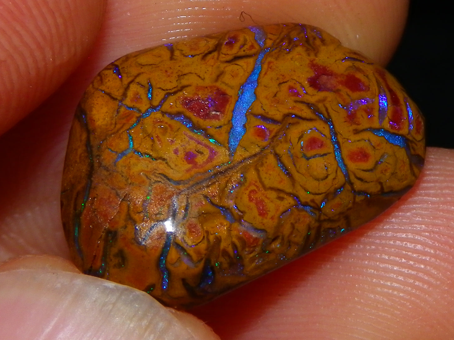 Nice Rubs/Rubbed Preform Koroit Opals x2  Qld Au 65.3cts Patterns/Fires Australia