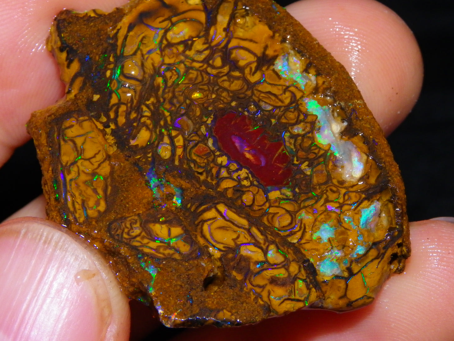 5 Nice Rough/Sliced Koroit Opals/Nuts 315cts Queensland Australia Green/Blue Fires/Patterns