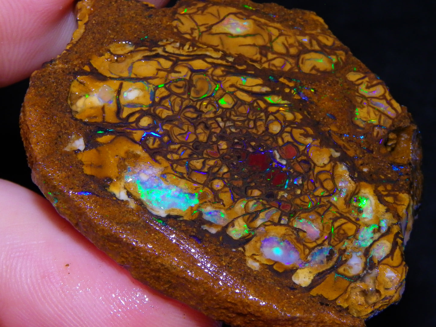 5 Nice Rough/Sliced Koroit Opals/Nuts 315cts Queensland Australia Green/Blue Fires/Patterns