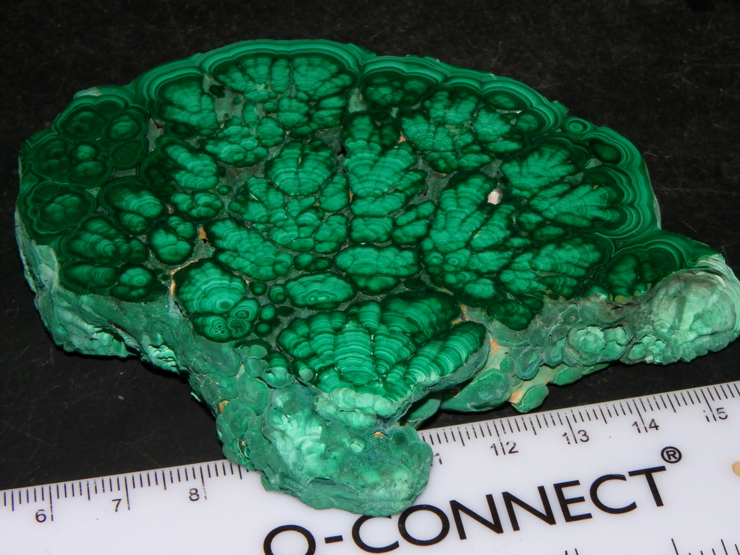 Huge 1246cts Botroydal Malachite Polished Slice/Specimen Superb Patterns Double sided