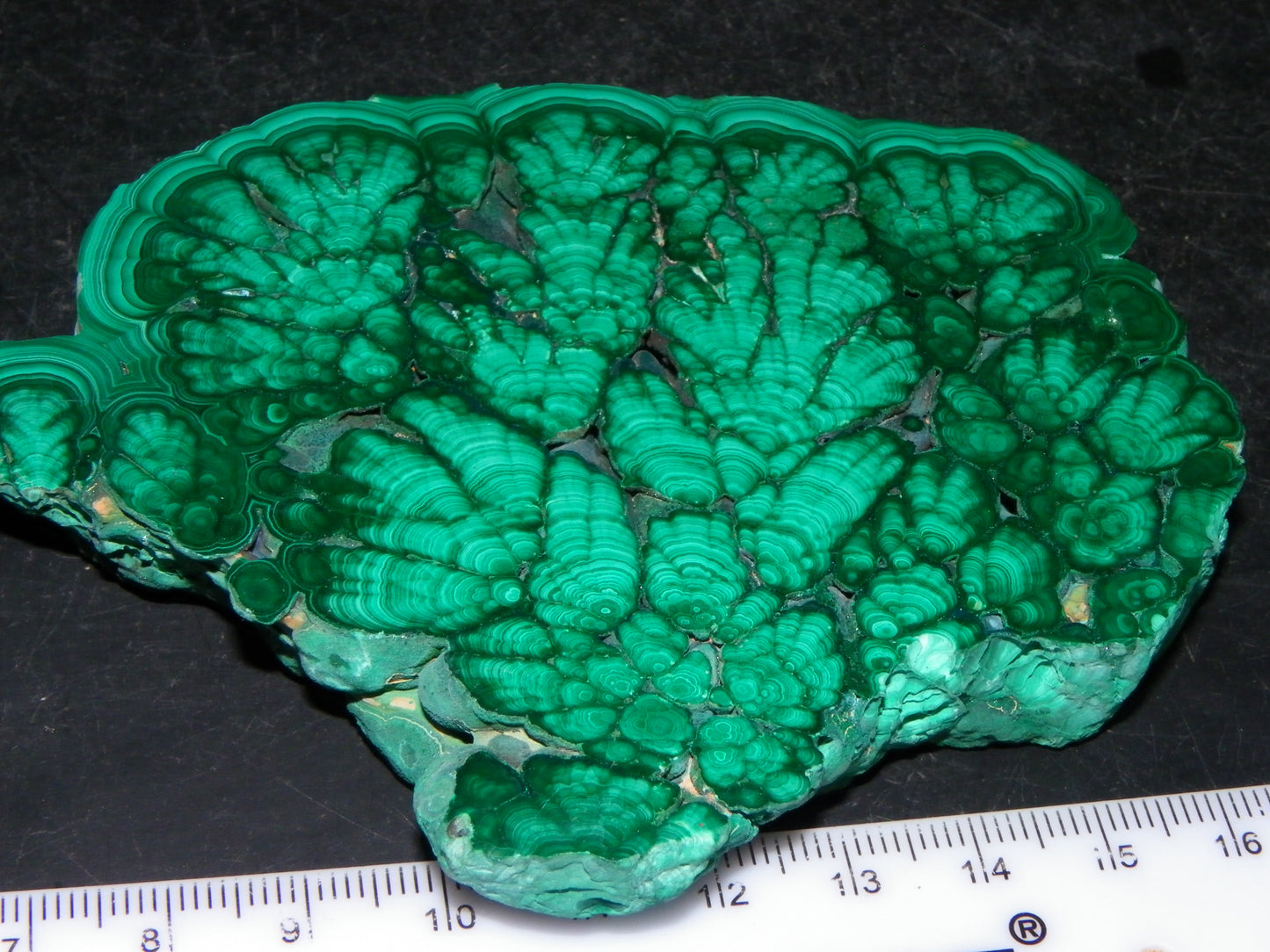 Huge 1246cts Botroydal Malachite Polished Slice/Specimen Superb Patterns Double sided