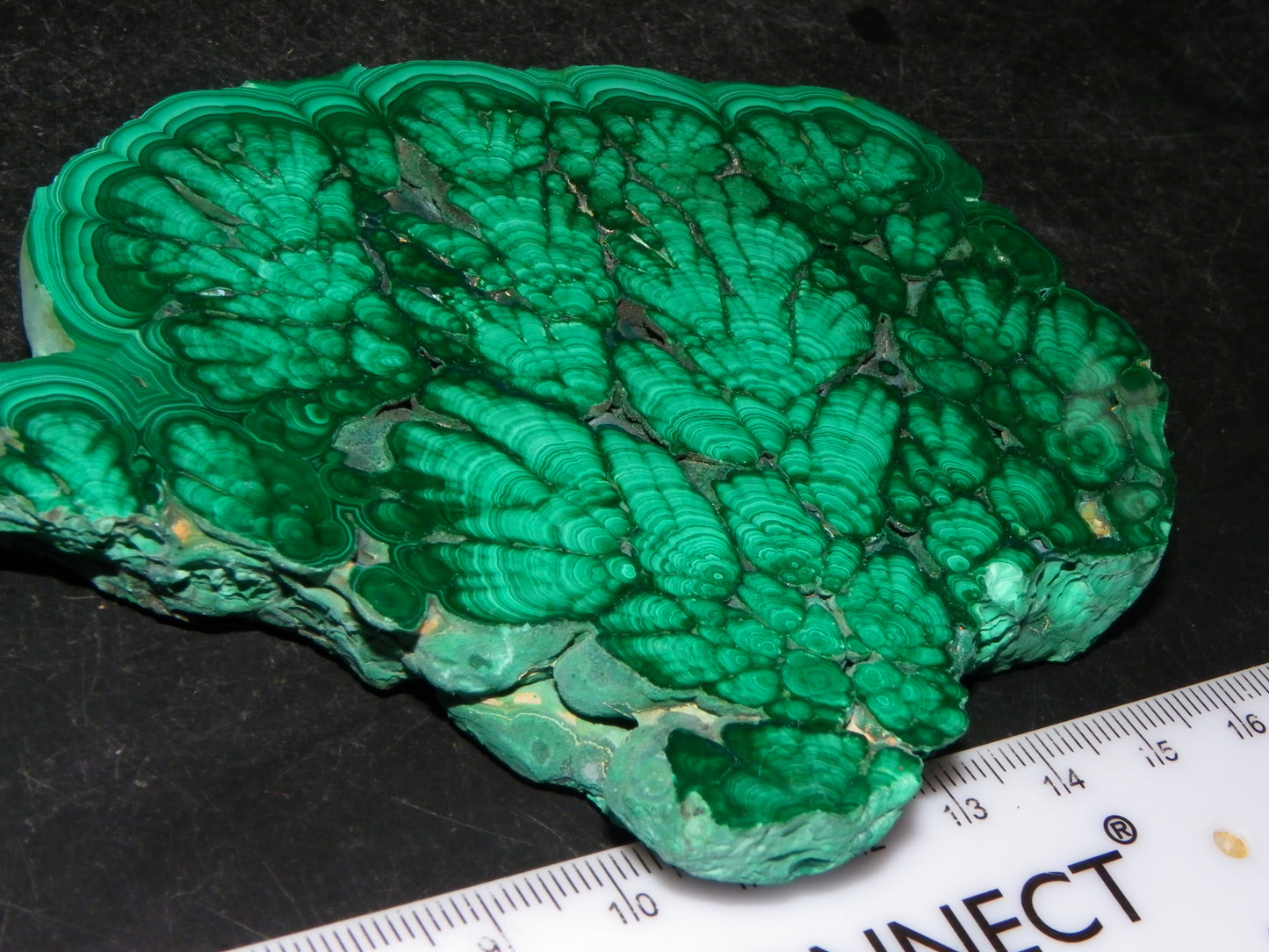 Huge 1246cts Botroydal Malachite Polished Slice/Specimen Superb Patterns Double sided