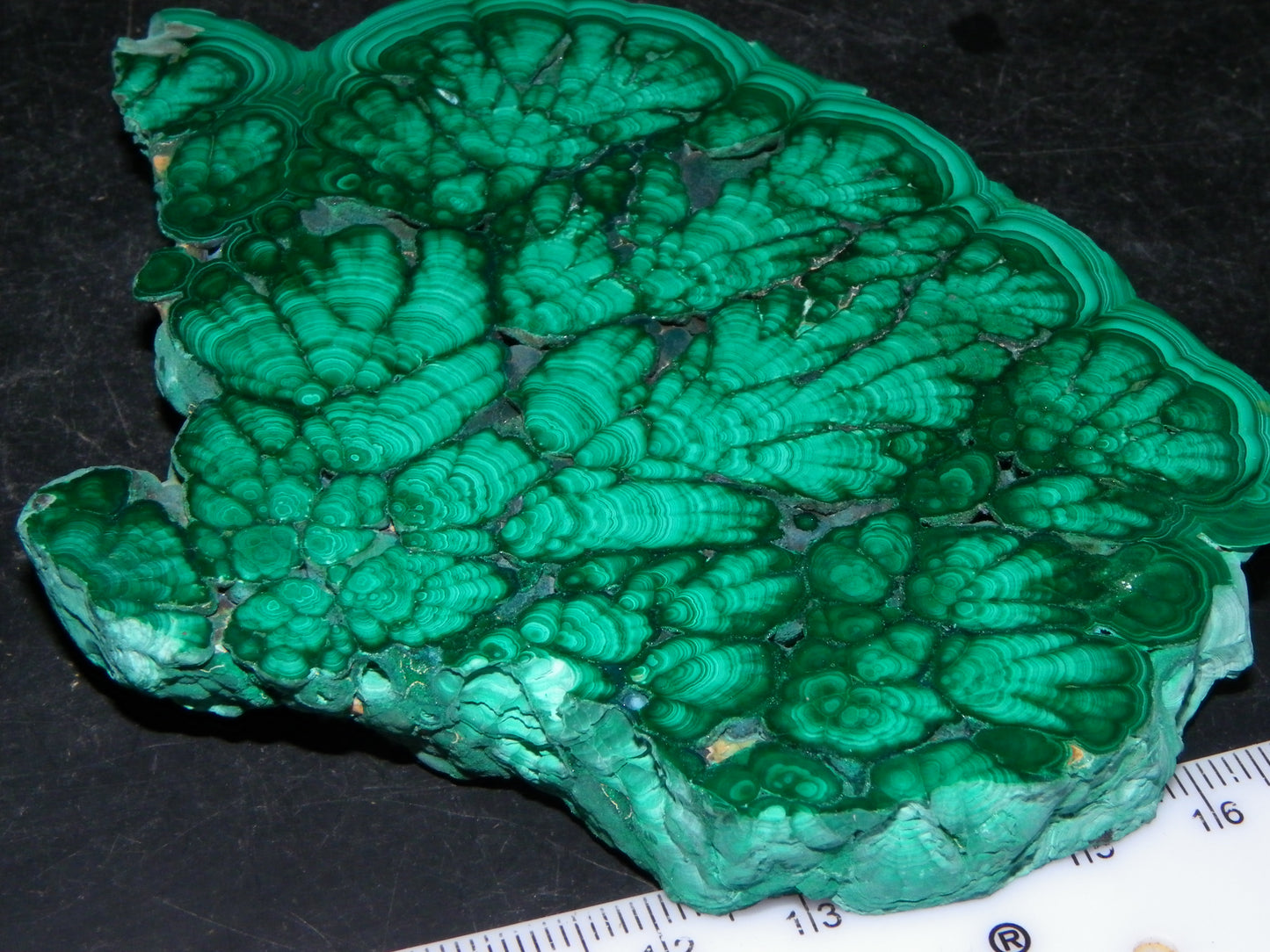 Huge 1246cts Botroydal Malachite Polished Slice/Specimen Superb Patterns Double sided