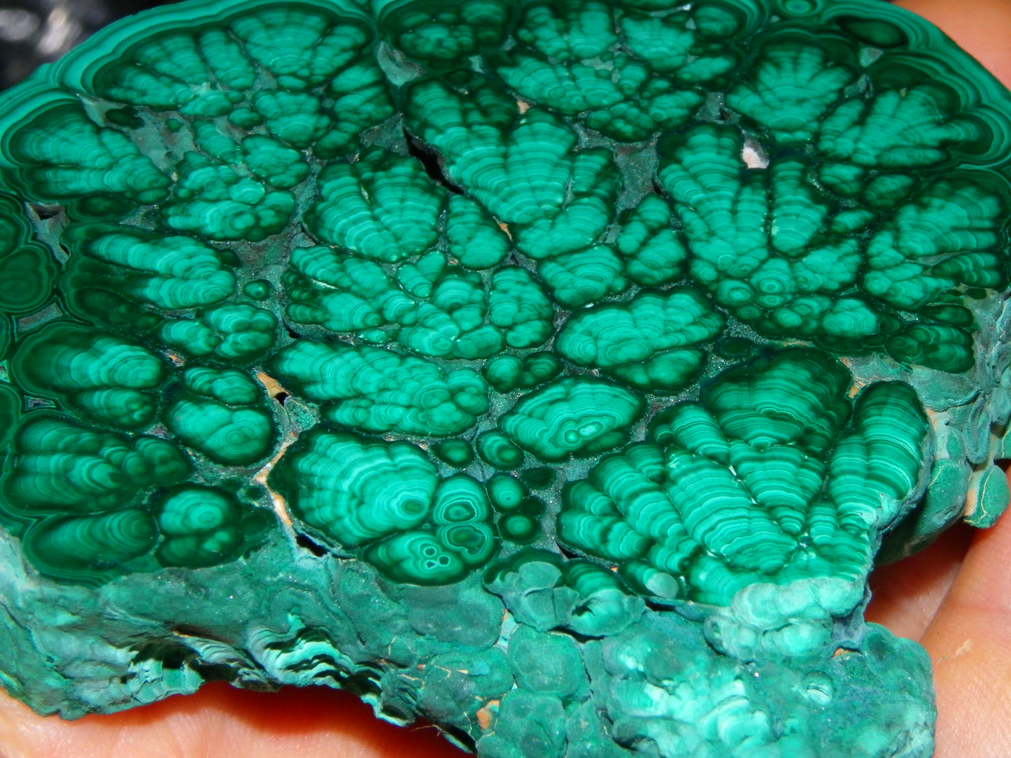 Huge 1246cts Botroydal Malachite Polished Slice/Specimen Superb Patterns Double sided