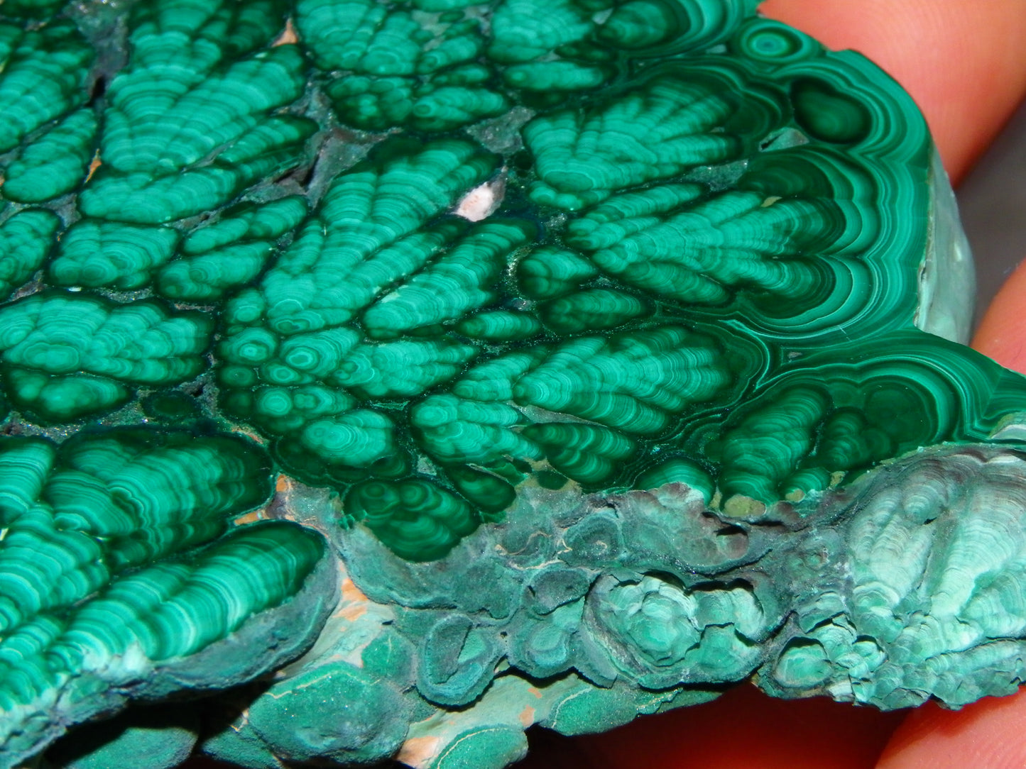 Huge 1246cts Botroydal Malachite Polished Slice/Specimen Superb Patterns Double sided