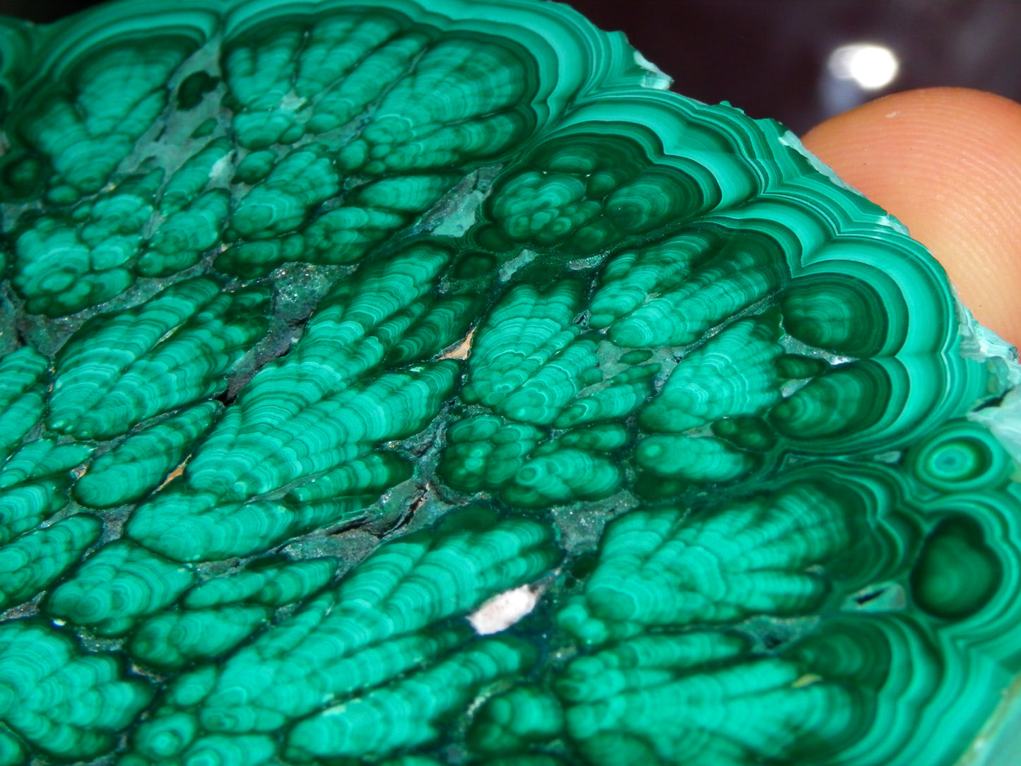 Huge 1246cts Botroydal Malachite Polished Slice/Specimen Superb Patterns Double sided