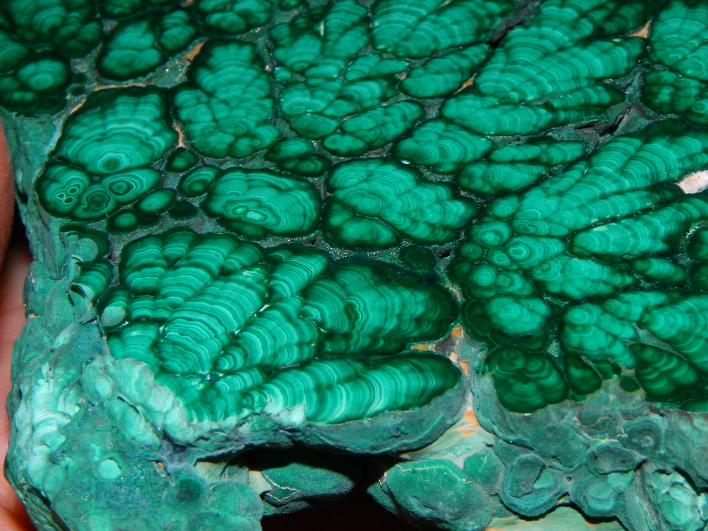 Huge 1246cts Botroydal Malachite Polished Slice/Specimen Superb Patterns Double sided