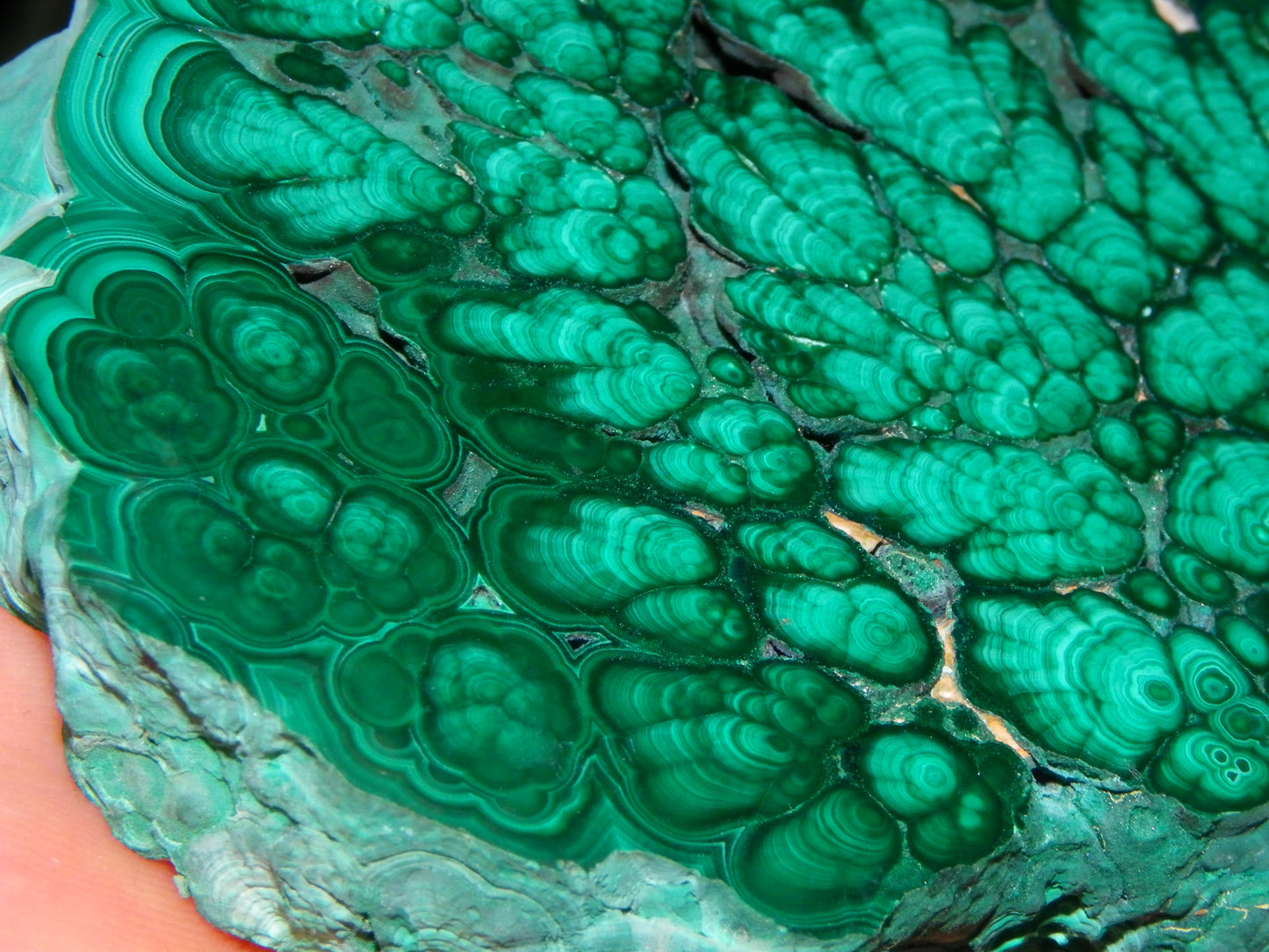 Huge 1246cts Botroydal Malachite Polished Slice/Specimen Superb Patterns Double sided