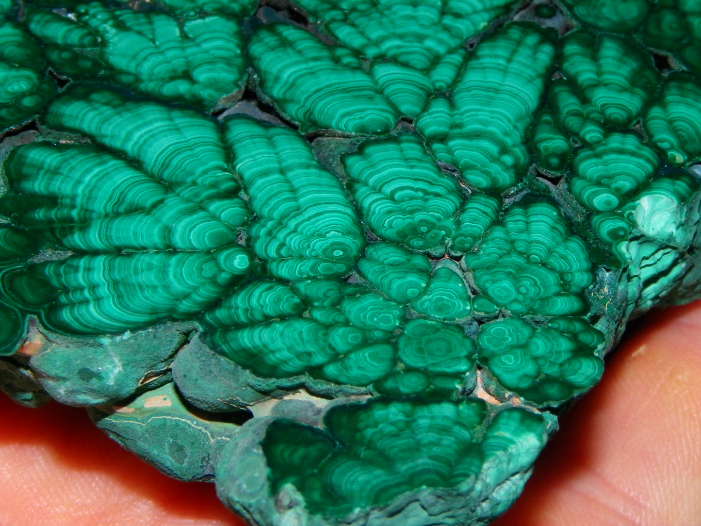 Huge 1246cts Botroydal Malachite Polished Slice/Specimen Superb Patterns Double sided