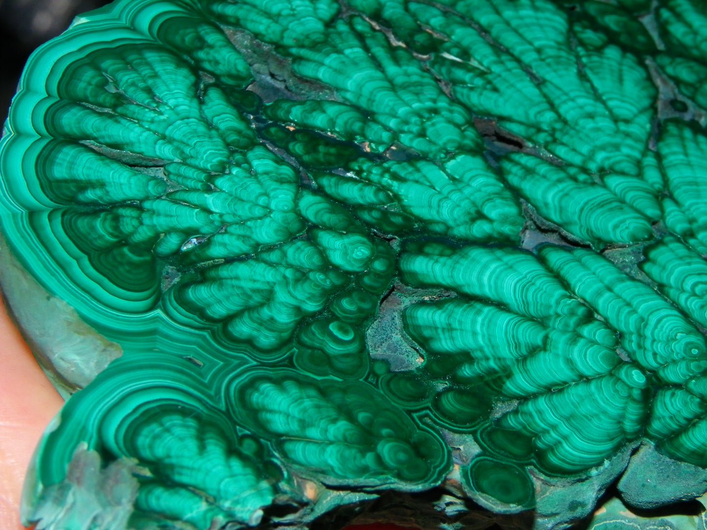 Huge 1246cts Botroydal Malachite Polished Slice/Specimen Superb Patterns Double sided