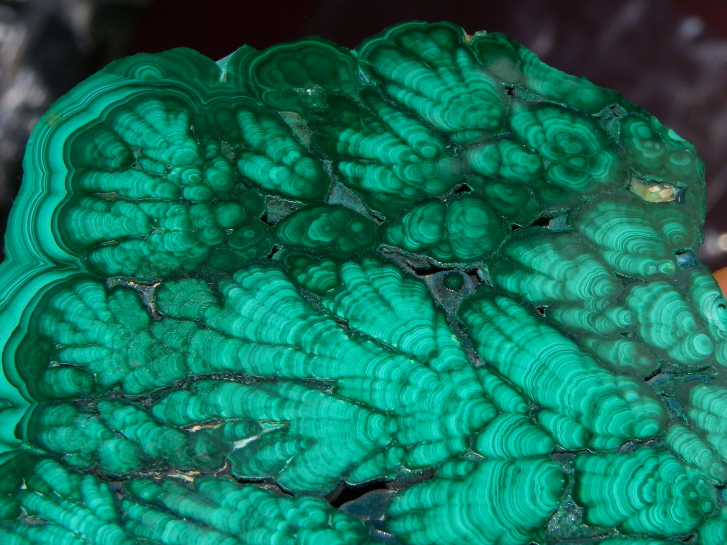 Huge 1246cts Botroydal Malachite Polished Slice/Specimen Superb Patterns Double sided