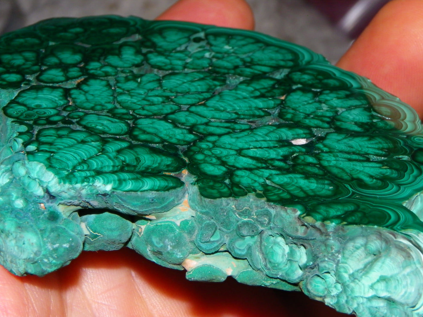 Huge 1246cts Botroydal Malachite Polished Slice/Specimen Superb Patterns Double sided