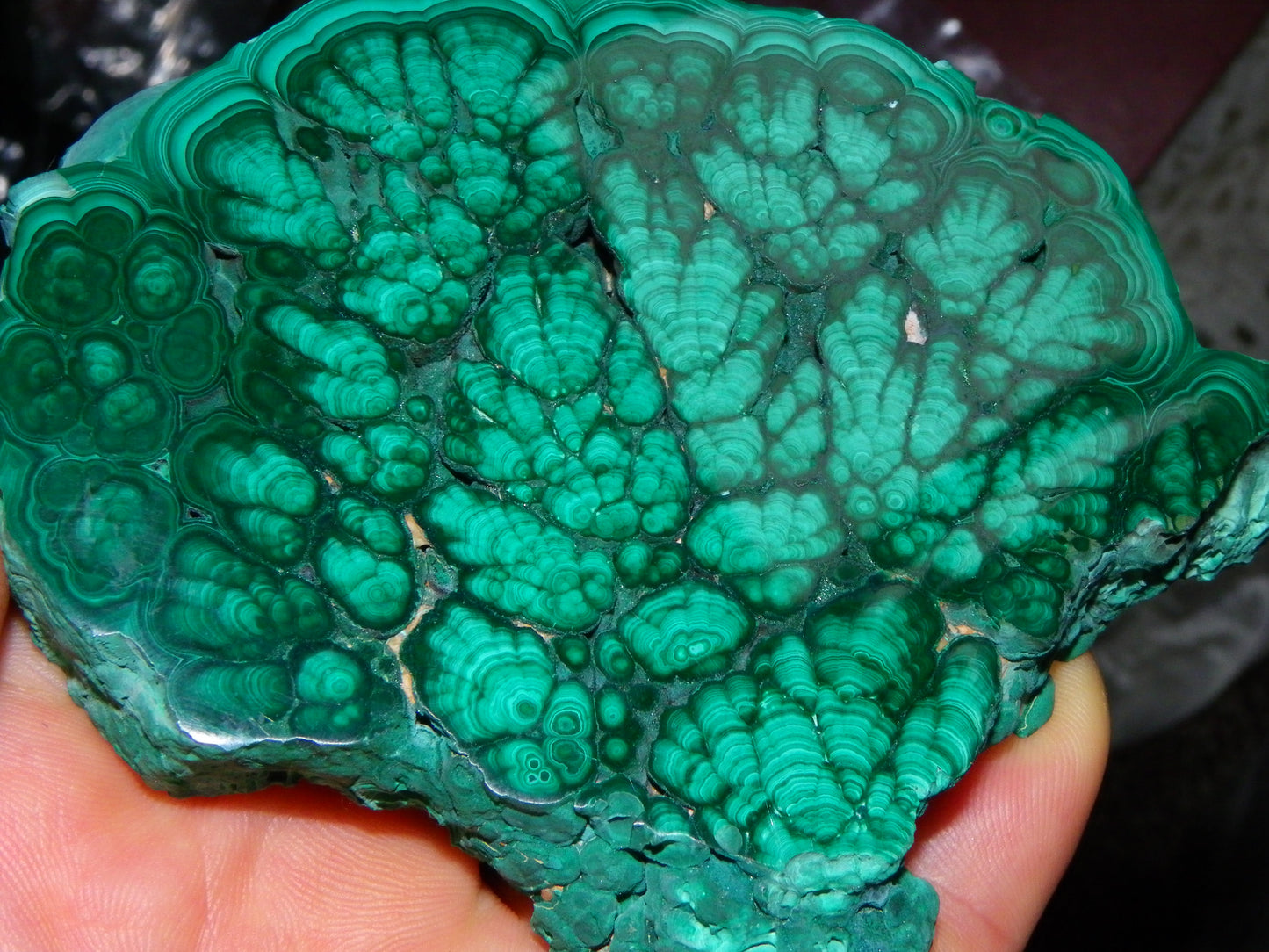 Huge 1246cts Botroydal Malachite Polished Slice/Specimen Superb Patterns Double sided