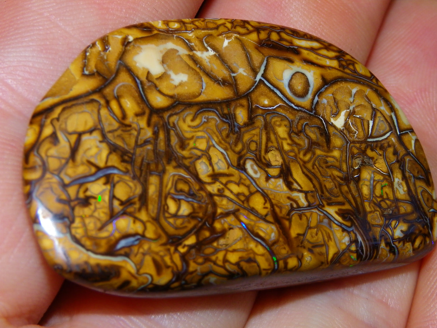 3 Nice Cut/Polished Koroit Opals 263cts Patterns/Some Fires Queensland Australia