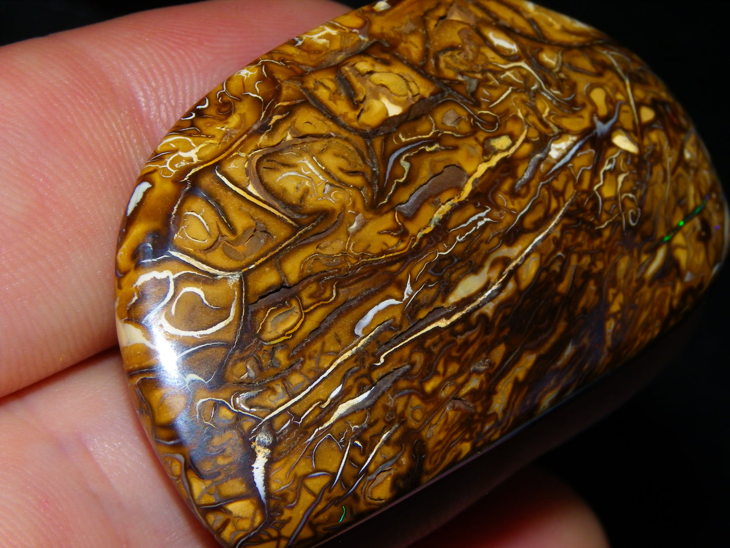 3 Nice Cut/Polished Koroit Opals 263cts Patterns/Some Fires Queensland Australia
