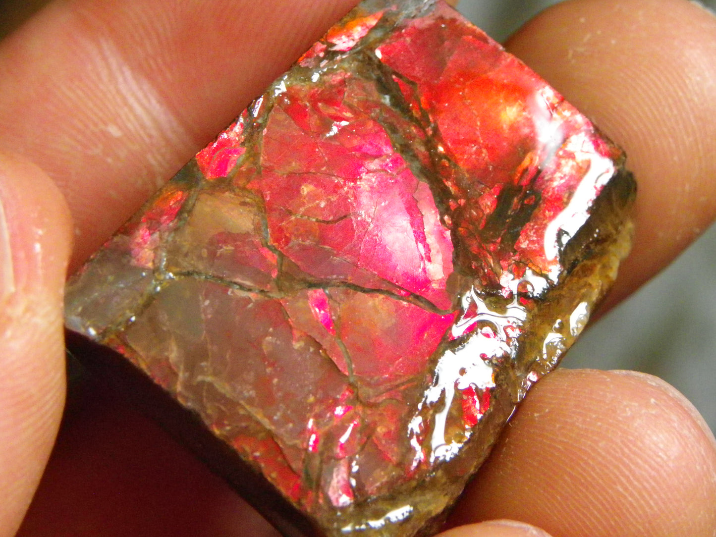 Nice Rough/Sliced Ammolite Parcel 594cts Red/Green Colourplay Alberta Canada