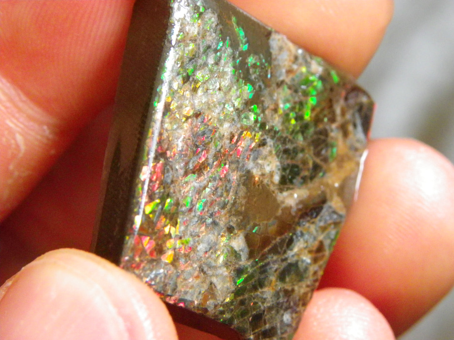 Nice Rough/Sliced Ammolite Parcel 594cts Red/Green Colourplay Alberta Canada
